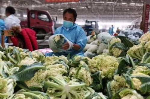 新疆九鼎市場 日銷5500噸果蔬與鮮活水產品，托穩西北“菜籃子”