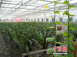 中國(guó)西南最大農(nóng)產(chǎn)品交易所在北川投入運(yùn)營(yíng)，為區(qū)域農(nóng)業(yè)注入新動(dòng)能